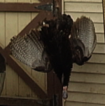turkey